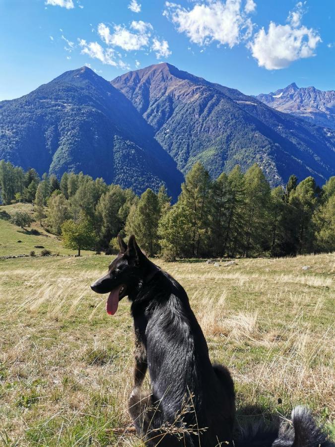 Baita Carnale, Montagna In Valtellina Appartement Ca' Pavadri Buitenkant foto